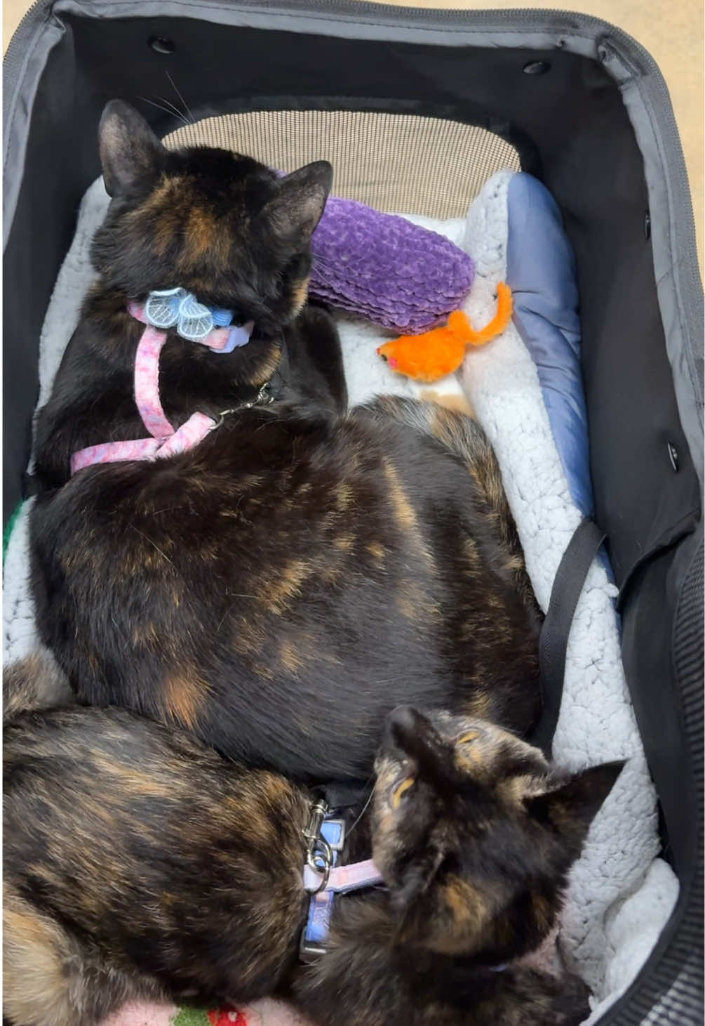 Strolling through Petco with these two 💞 #cutebaby #fyp #prettygirl #foryou #Cat 