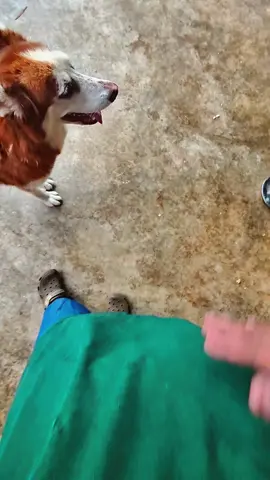 #creatorsearchinsights #dog #dogsoftiktok #husky #cutedog  my husky has great dancing skill... funny dog video for you... my dora... @✝️✝️🙏IMMANUEL ✝️🕎 