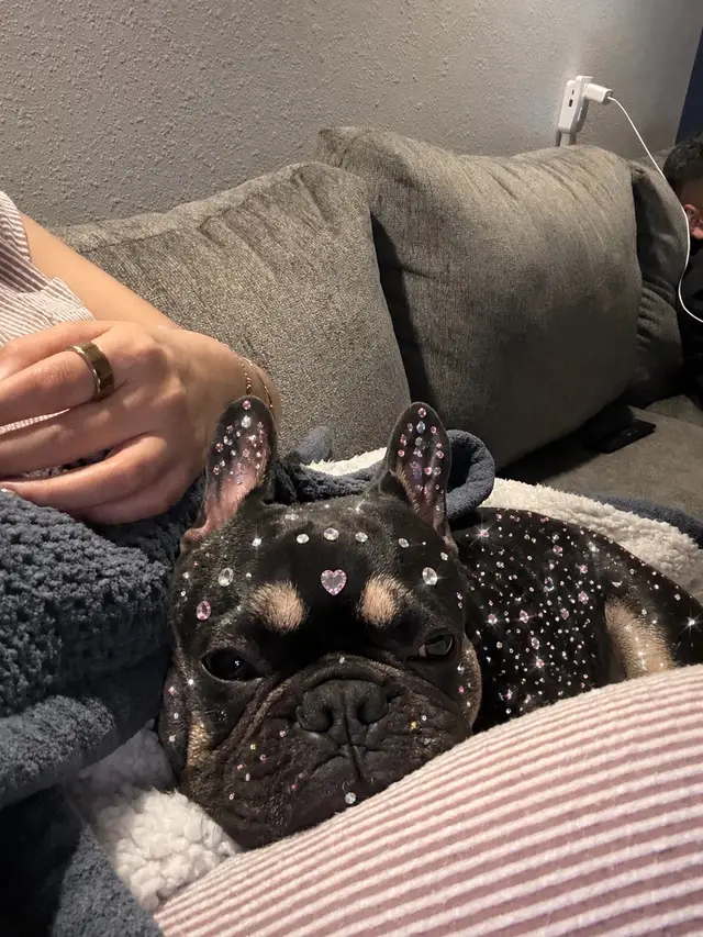 #frenchie #bedazzled #whimsical 