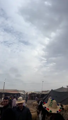 🌴✅ جميع سلالات  متوفرة في ضيعة المدكوري لأفراح و المناسبات 🌴✅#حولي_صردي #🌴✅الحولي_الصردي_بني_مسكين 0616905227📱
