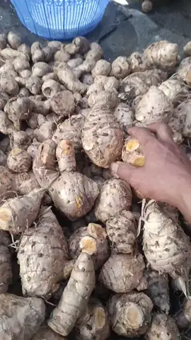 temulawak untuk jamu atau obat herbal #temulawak  #jamu  #obatherbal  #alami 