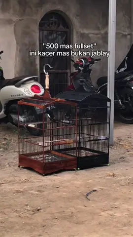 hufffttttt in this economy😔  #CapCut #kacermaniaindonesia #kacerjuara #kacer #kacergacor 