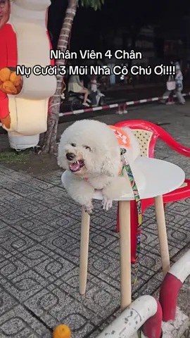 Nụ cười 3 Mũi Nè Cô Chú Ơi kkkk#xuhuong #taixecalam #poodle 
