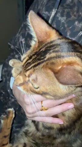 #creatorsearchinsights #bengalcat #tiktok #fypviralシ #viral 