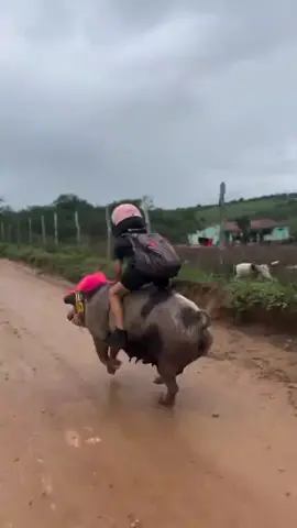 naik babi naik babi aja😂