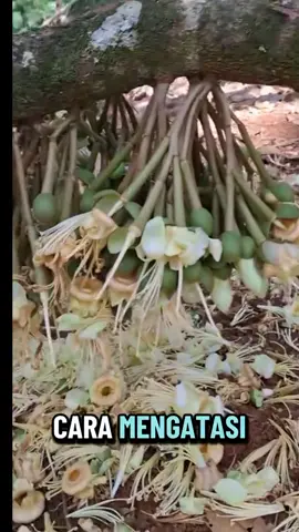 #bungatidakrontok #pupukcairorganik #creatorsearchinsights #fypシ #petaniindonesia🇮🇩🇮🇩🇮🇩🌿🌿