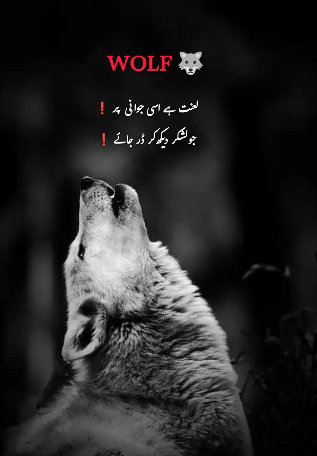 ☝️🏴‍☠️🐺 جوانی وہ نہیں جو صرف طاقت دکھائے ❗ جوانی تو وہ ہے جو بڑے سے بڑا لشکر دیکھ کر بھی اپنے حوصلے نہ ہارے۔ 🔥 ڈر کے سامنے جھکنا نہیں، اپنے اصولوں پر ڈٹ کر کھڑا رہنا ہی اصل بہادری ہے۔ 💯 #fyp #wolf #wolfline 