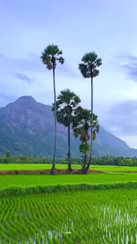 ဘာလယ်