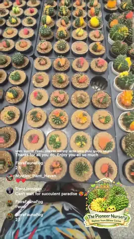 Recap! July 2026 visit to 8Riew Cactus Nursery, Thailand. See the origin of those stunning variegated Inermis Gymnocalycium mihanovichii plants. Yellow, peach, orange, green—collector's dream! #Cactus #RarePlants #PlantCollector #Thailand #Gymnocalycium