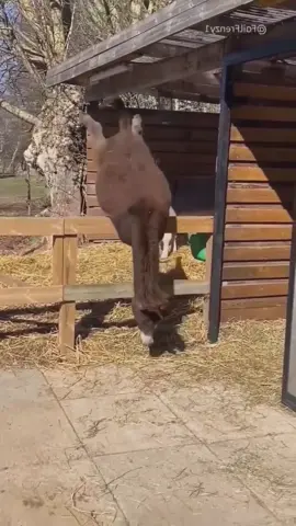 The donkey fell down #donkey #funnyanimals #farmlife #fyp 