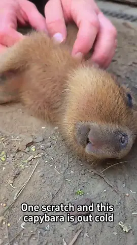 #capybara #capybaras #capybaralove #fyp #viral 