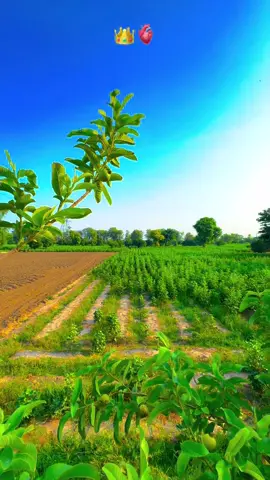 #پنجابی_کلچر🌾🍂 #panjabiculturephotography #pleaseunfrezzemyaccount #pind #viralvideo 