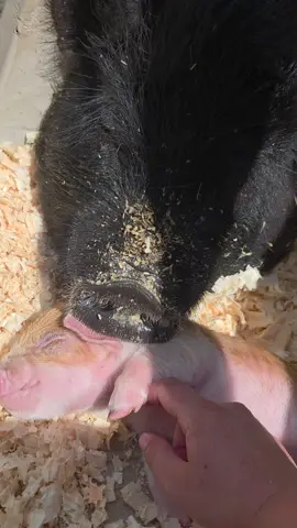 🥰🥰 #piglets #farmlife #pigs #farmanimals #bellyrubs 