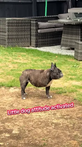#attitude #disableddog #frenchbulldog #fyp #foryoupage 