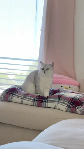 my lil gurl is soooo perf 🥺 #biscuits #cattok #britishshorthair #britishcat #catmom 