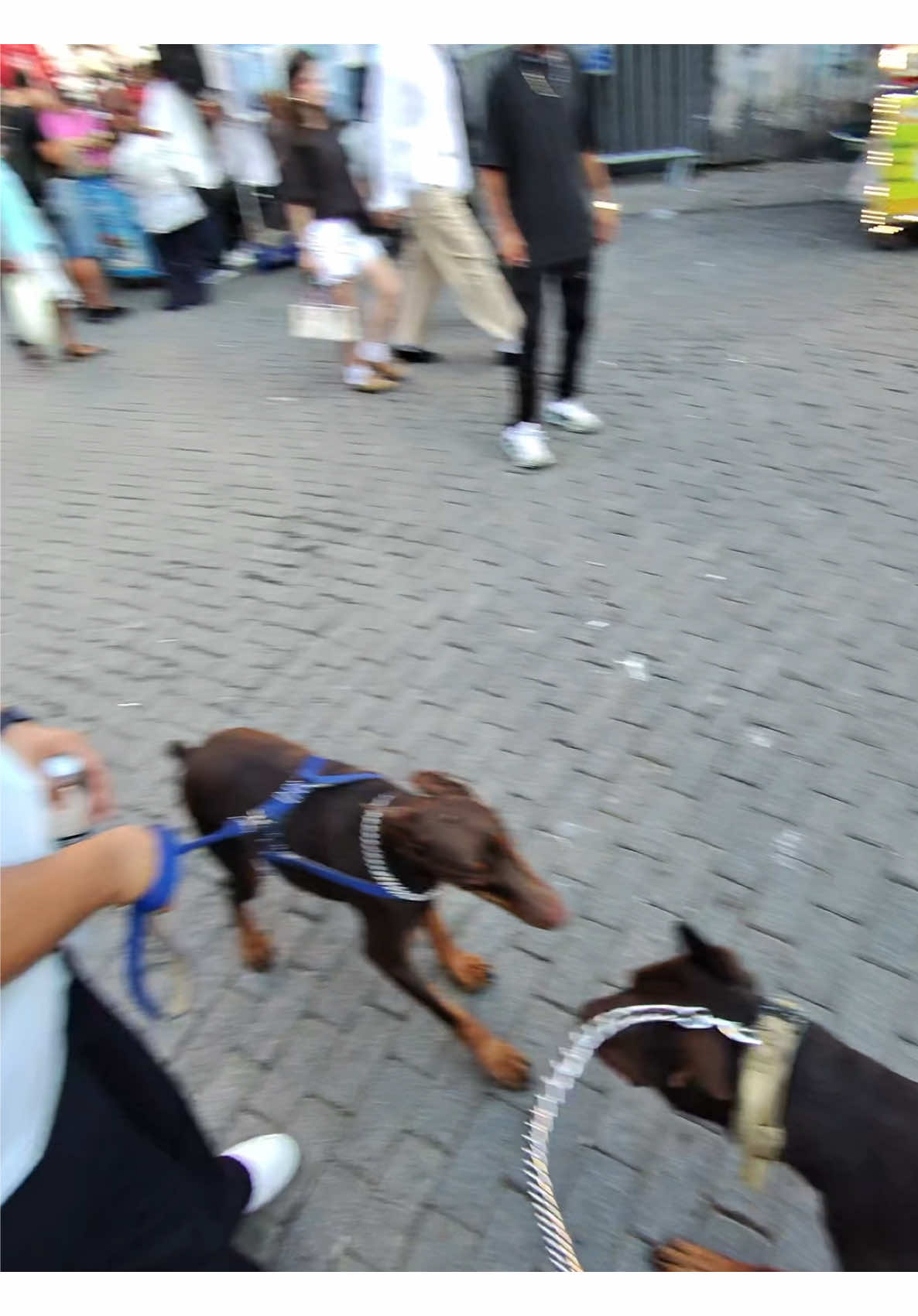#fypシツ @bossdoberm4n 