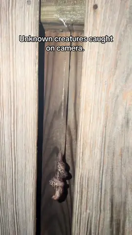 Unknown creatures caught on camera. #scary #creepy #unknowncreature #unknown #spooky 