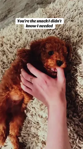 Meet our beautiful Poodle puppy, a wonderful combination of intelligence, elegance, and affection. Raised in a loving environment, this puppy has been well-socialized from an early age and is comfortable around people and everyday household activities. #doglove #fluffy #dogtok #fyp #creatorsearchinsights