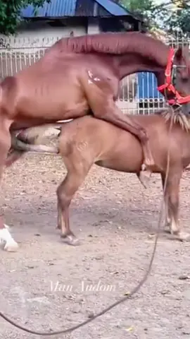Deeply shot #arabianhorse #breeder #mating #farrier #quarterhorse #mare #stallion #horse #fyp