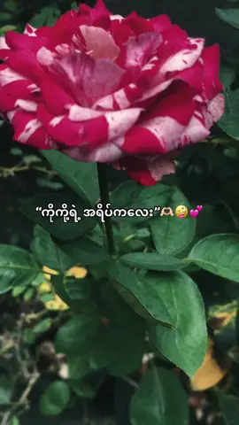 #💞💞💞 #fyppppppppppppppppppppppp #viarl #tiktok #စာသားcrdပေးပါတယ် 