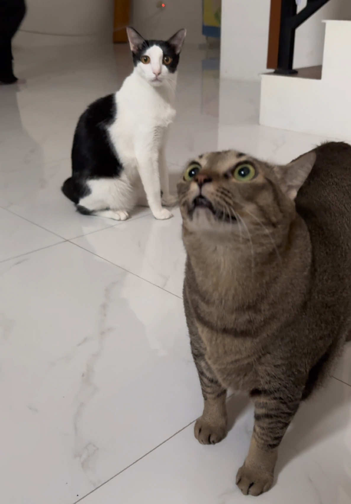 Jangan lupa dateng ke iipe tanggal 6 september di ice bsd di booth @Keepo Pet  ada bakal banyak hadiahh dan promo menarik lohhhh 😻😻😻 #cat #fypシ゚ #cats #catsoftiktok #kucinggemoy 