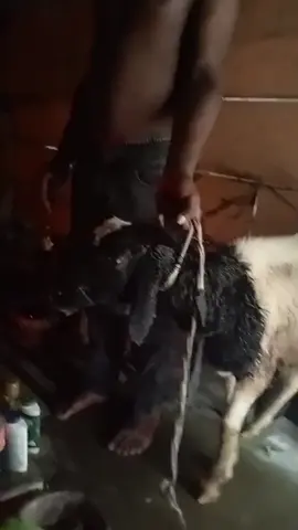 #cameroontiktok🇨🇲 #southwest #bamenda #dubai🇦🇪 