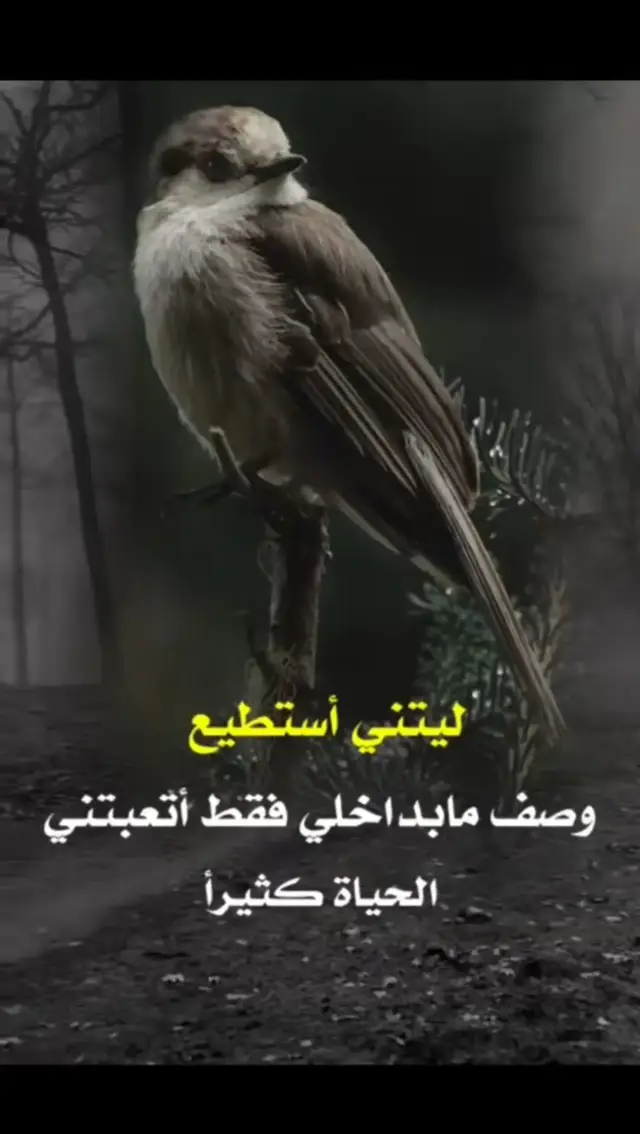 ###السعادة تبدأ من الداخل. بدلاً من التركيز على ما ينقصك، ابدأ بتقدير ما تملكه الآن. • تمرين بسيط: دوّن كل يوم ثلاثة أشياء بسيطة جعلتك تبتسم (كوب قهوة، رسالة من صديق، أو حتى لحظة هدوء). هذا يدرب عقلك على رصد الإيجابيات وسط الضجيج. • توقف عن المقارنة: تذكر أن وسائل التواصل الاجتماعي تعرض 
