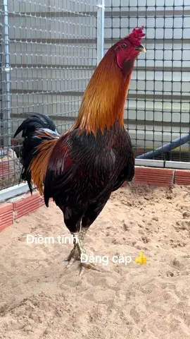 #dongvatbaoton #Iloveyoutittot❤️ #🐓🐓🐓🐓🐓🐓 