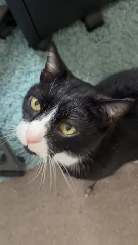 He meowed. And meowed. Demands unclear, urgency high. Until I finally realised. #cat #tuxedocat #catmom #cutecat #meow