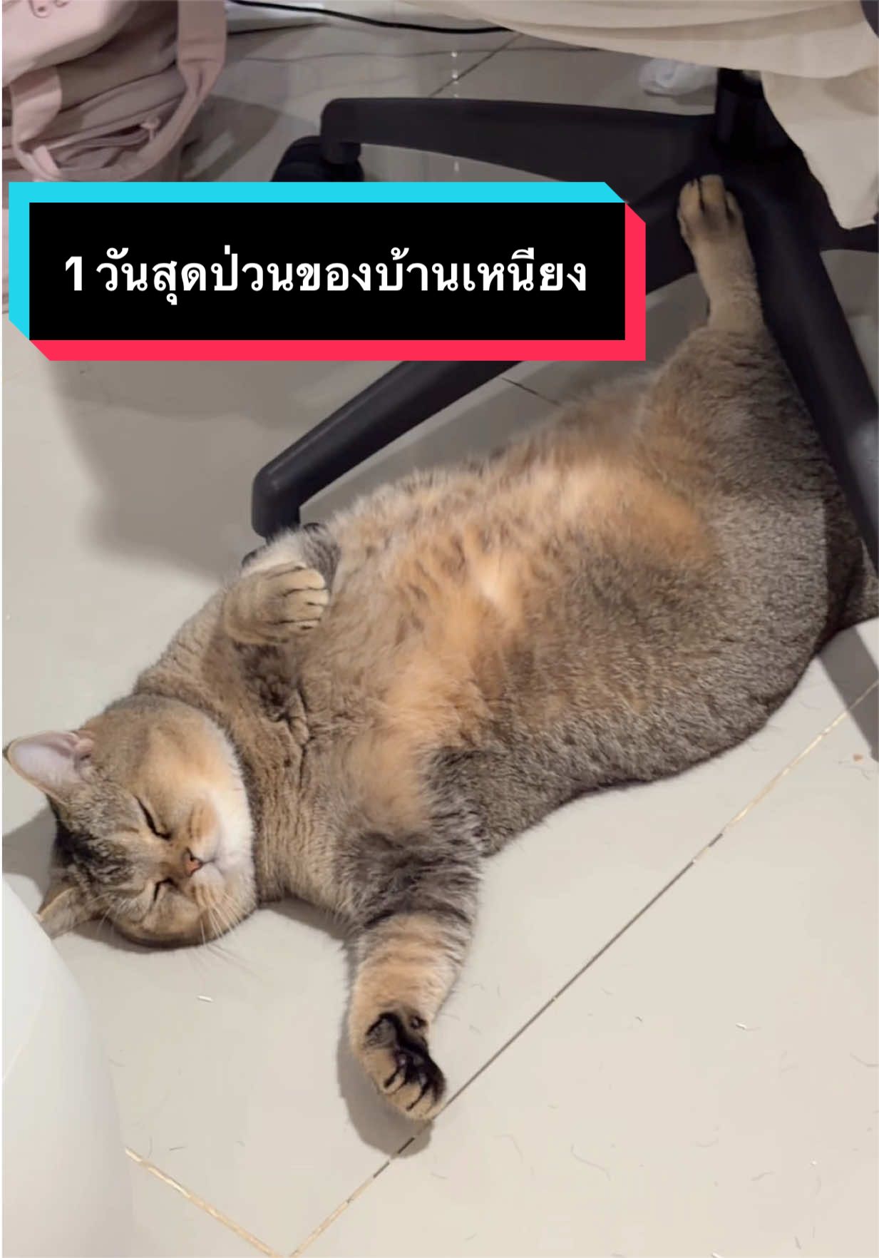 1 วันสุดป่วนของบ้านเหนียง #มูมินแมวเหนียง #มู้ดดี้แมวแสบ #เดอะพลอย 