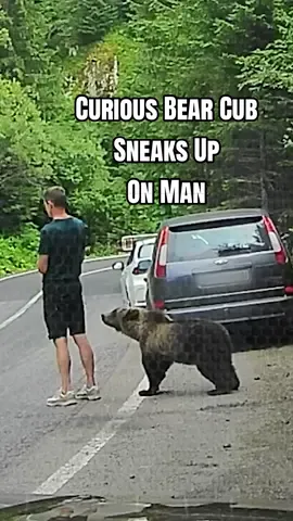 The way it took him 5 business days to notice 💀🐻 (Via - Novotny M.) #Bear #BearCub #Wildlife #RoadTrip #Nature