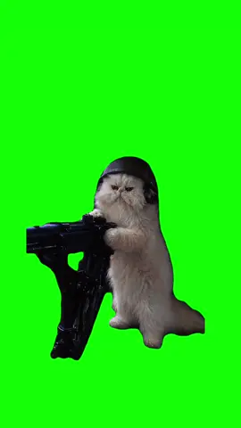 Click Link in Bio to Download this Meme 📥  Oscar blasting Green Screen Meme Template #capcut #capcutpioneer #pioneertemplate #oscar 