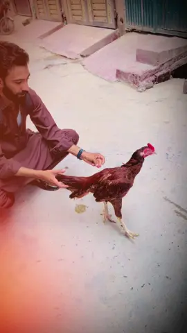 #viral_video #rajpoot❤️❤️👈 #aseellovers #murga 