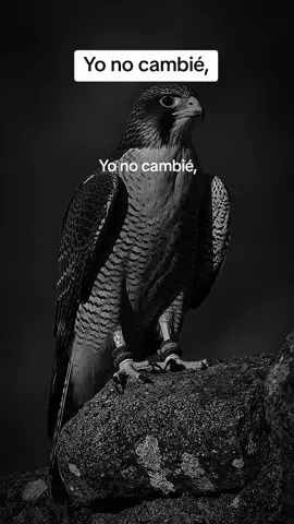 Yo no cambié,#SuccessVibes #USAinspo #MotivationDaily #GrindCulture #EntrepreneurMindset 