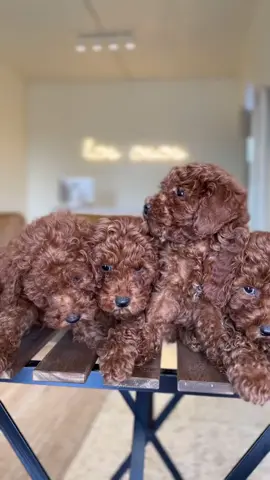 Mini poodle AKC registered and looking a new homes for adoption, I have 4males and 2girls ready for adoption let me know what gender are you looking to get home. #minipoodle #maltipoo #teacupdogs #fyppoppppppppppppppppppppppp #tiktokshop 