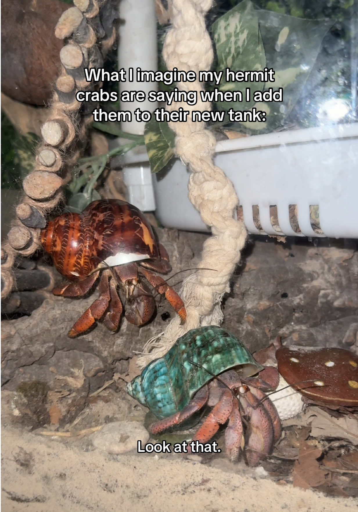 So much room for activities #hermitcrabs #hermitcrab #animals #pets #beach 