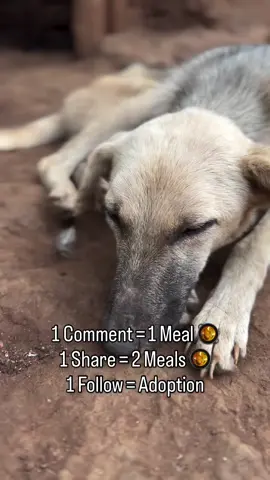 #Repost @trevor_animal_shelter We have many hungry rescue dogs depending on us every single day. 🐶💔 Our food is running low, and we need the kindness of our supporters to get their next meals. Our food 🥘 fundraiser is still ongoing. If anyone can help 🙏🏻 🙏 A donation, a repost, or sharing our campaign could help us reach someone who can help. Please help us keep their bowls full. 🐾❤️. #doglover #rescuedog #adoptdontshop #puppylove