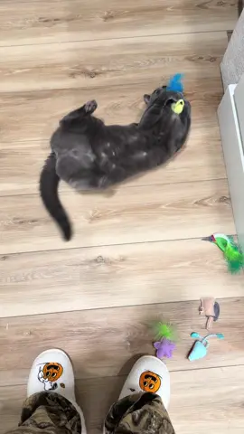 Miracle 🫶🏽 #cat #houstoncat #catvideos #cattoys #catsoftiktok @Nulo Pet Food @Wellness Pet @Solid Gold Pets @Weruva 