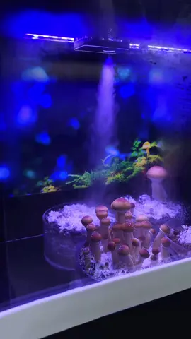 The first time I used this small container and I succeeded.🤭#mushroomspores #liquidculture #mycelium #smartgrowbox #mushroomgrowkit 