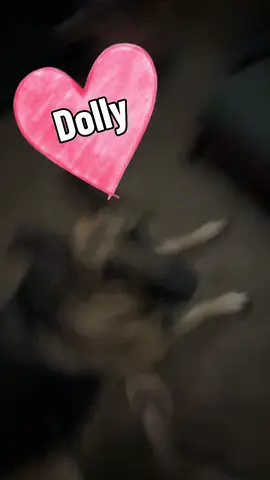#germanshepherd #dogpack #country #dogmom #dolly