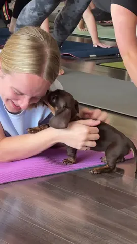 Yoga: cancelled by dachshunds. Send this to the one who’d cancel her plans for a room full of dachshunds.