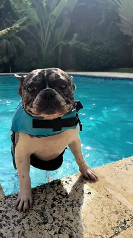 Zeke loves to swim ❤️❤️❤️ #swimmingdog #frenchbulldog #frenchbulldogsoftiktok #dominicanrepublic #bulldogsoftiktok 