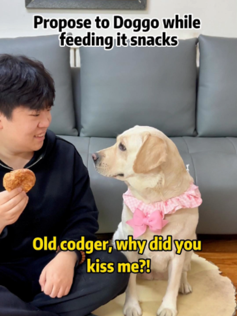 Doggo: Excessive wit brings trouble...#dog #petslife #petparents #mansbestfriend #foryoupate #dogsofinstagram #dogstagram #doglife #Labrado #doglover #pets #funnyvideo