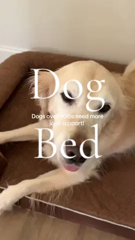 Dog bed #dogbed #dogsoftiktok #washable 