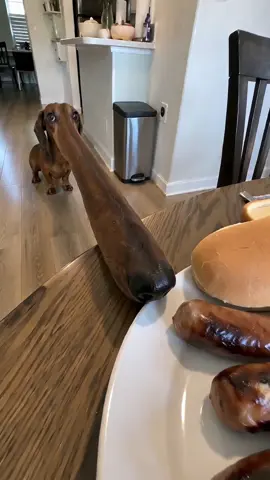 He could sniff them a mile away. #ImpossibleAnimals #WeirdAnimals #FunnyDogs