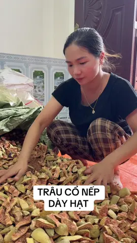 QUẢ TRÂU CỔ#daunhucxuongkhop #bothan #tebichantay 