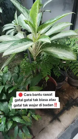 paket herbal Sabun bidara plus binahong dan cream salep bidara plus binahong bermanfaat untuk membantu jika ada kulit gatal gatal sekaligus untuk membantu nutrisi kulit yang kering kusam serta baik di pakai waktu mandi sesudah ruqyah mandiri. Sabun bidara plus binahong ini sarana membantu untuk gatal gatal menahun gatal alergi gatal jamur atau bakteri atau jerawat di punggung #sabunbidara #sabungatal #sabunmandi #salepgatal #sabunviral 