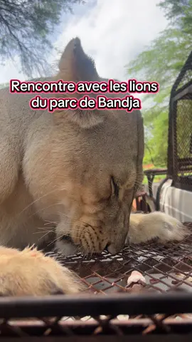 #L’Incontournable du Sénégal  #A faire absolument C’était interessant de voir les lions de loin jusqu’ à ce que les guides les provoquent pour qu’ils montent sur le 4x4 C’est une sensation qu’il faut vraiment vivre. Tu as peur mais tu veux découvrir plus.  Si c’est cela faire du safari, il faut vraiment avoir le coeur solide.  Cette activité fait partie de mes favorites et je vous l’a recommande si vous aimez le sensational 