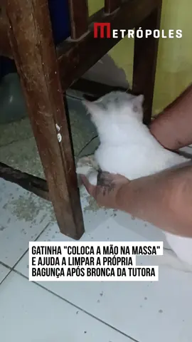🐾 AJUDOU NA FAXINA Wandinha é uma #gatinha branca conhecida por aprontar, mas desta vez a tutora decidiu impor um limite em casa. Após a pet espalhar a #areia sanitária pelo chão, a dona segurou as patinhas da bichana para fazê-la recolher a sujeira. A cena divertida da felina 