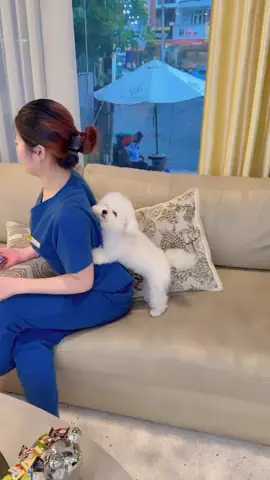Coi kìa coi kìa ổng dễ thương chưa kìa 😆🫶🍷🐶#xuhuongtiktok #cundangyeu #viral #ilovetiktok #bichon 